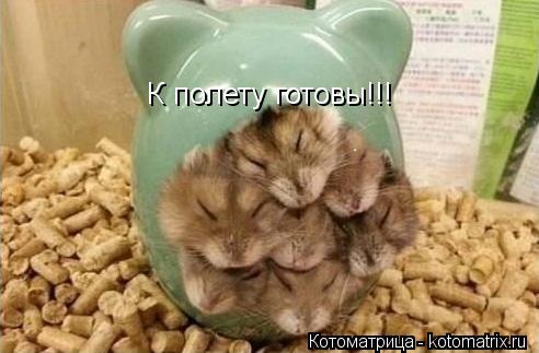 К полету готовы!!!... Котоматрица: К полету готовы!!!