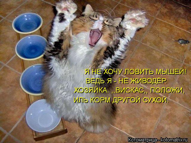 Я НЕ ХОЧУ ЛОВИТЬ МЫШЕЙ! ВЕДЬ Я - НЕ ЖИВОДЁР. ХОЗЯЙКА. ,,ВИСКАС,, ПОЛОЖИ, ИЛЬ КОРМ ДРУГОЙ СУХОЙ.... Котоматрица: Я НЕ ХОЧУ ЛОВИТЬ МЫШЕЙ! ВЕДЬ Я - НЕ ЖИВОДЁР. ХОЗЯЙКА. ,,ВИСКАС,, ПОЛОЖИ, ИЛЬ КОРМ ДРУГОЙ СУХОЙ.