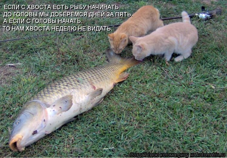 ЕСЛИ С ХВОСТА ЕСТЬ РЫБУ НАЧИНАТЬ ДО ГОЛОВЫ МЫ ДОБЕРЕМСЯ ДНЕЙ ЗА ПЯТЬ. А ЕСЛИ С ГОЛОВЫ НАЧАТЬ. ТО НАМ ... Котоматрица: ЕСЛИ С ХВОСТА ЕСТЬ РЫБУ НАЧИНАТЬ ДО ГОЛОВЫ МЫ ДОБЕРЕМСЯ ДНЕЙ ЗА ПЯТЬ. А ЕСЛИ С ГОЛОВЫ НАЧАТЬ. ТО НАМ ХВОСТА НЕДЕЛЮ НЕ ВИДАТЬ.