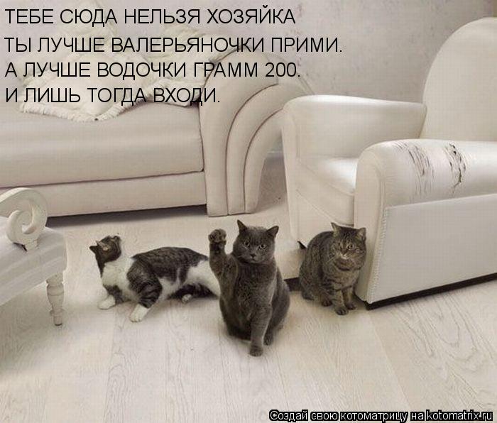 ТЕБЕ СЮДА НЕЛЬЗЯ ХОЗЯЙКА ТЫ ЛУЧШЕ ВАЛЕРЬЯНОЧКИ ПРИМИ. А ЛУЧШЕ ВОДОЧКИ ГРАММ 200. И ЛИШЬ ТОГДА ВХОДИ.... Котоматрица: ТЕБЕ СЮДА НЕЛЬЗЯ ХОЗЯЙКА ТЫ ЛУЧШЕ ВАЛЕРЬЯНОЧКИ ПРИМИ. А ЛУЧШЕ ВОДОЧКИ ГРАММ 200. И ЛИШЬ ТОГДА ВХОДИ.