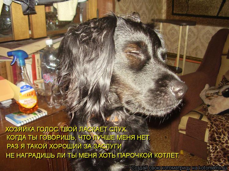 ХОЗЯЙКА.ГОЛОС ТВОЙ ЛАСКАЕТ СЛУХ. КОГДА ТЫ ГОВОРИШЬ, ЧТО ЛУЧШЕ МЕНЯ НЕТ. РАЗ Я ТАКОЙ ХОРОШИЙ ЗА ЗАСЛУГ... Котоматрица: ХОЗЯЙКА.ГОЛОС ТВОЙ ЛАСКАЕТ СЛУХ. КОГДА ТЫ ГОВОРИШЬ, ЧТО ЛУЧШЕ МЕНЯ НЕТ. РАЗ Я ТАКОЙ ХОРОШИЙ ЗА ЗАСЛУГИ НЕ НАГРАДИШЬ ЛИ ТЫ МЕНЯ ХОТЬ ПАРОЧКОЙ