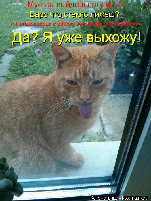 Муська выйдеш погулять? Барс что стекло лижеш? А я виде соседи с вверху вас валерьюнкой облили Да? Я ... Котоматрица: Муська выйдеш погулять? Барс что стекло лижеш? А я виде соседи с вверху вас валерьюнкой облили Да? Я уже выхожу!