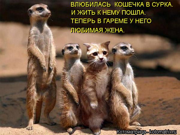ВЛЮБИЛАСЬ КОШЕЧКА В СУРКА. И ЖИТЬ К НЕМУ ПОШЛА. ТЕПЕРЬ В ГАРЕМЕ У НЕГО ЛЮБИМАЯ ЖЕНА.... Котоматрица: ВЛЮБИЛАСЬ КОШЕЧКА В СУРКА. И ЖИТЬ К НЕМУ ПОШЛА. ТЕПЕРЬ В ГАРЕМЕ У НЕГО ЛЮБИМАЯ ЖЕНА.