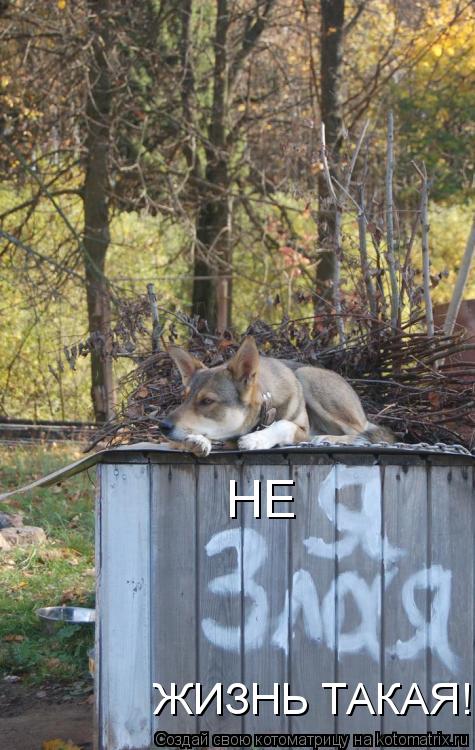 НЕ ЖИЗНЬ ТАКАЯ!... Котоматрица: НЕ ЖИЗНЬ ТАКАЯ!