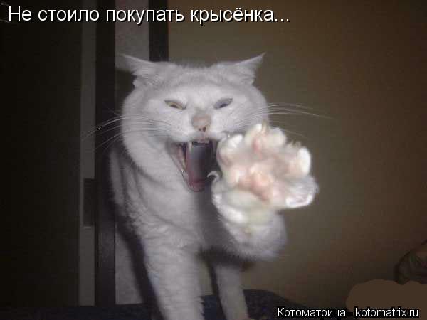 Не стоило покупать крысёнка...... Котоматрица: Не стоило покупать крысёнка...