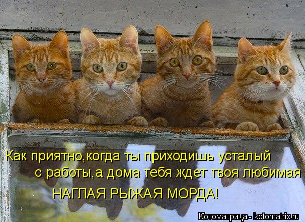Как приятно,когда ты приходишь усталый с работы,а дома тебя ждет твоя любимая НАГЛАЯ РЫЖАЯ МОРДА!... Котоматрица: Как приятно,когда ты приходишь усталый с работы,а дома тебя ждет твоя любимая НАГЛАЯ РЫЖАЯ МОРДА!
