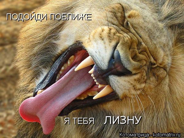 ПОДОЙДИ ПОБЛИЖЕ Я ТЕБЯ ЛИЗНУ... Котоматрица: ПОДОЙДИ ПОБЛИЖЕ Я ТЕБЯ ЛИЗНУ