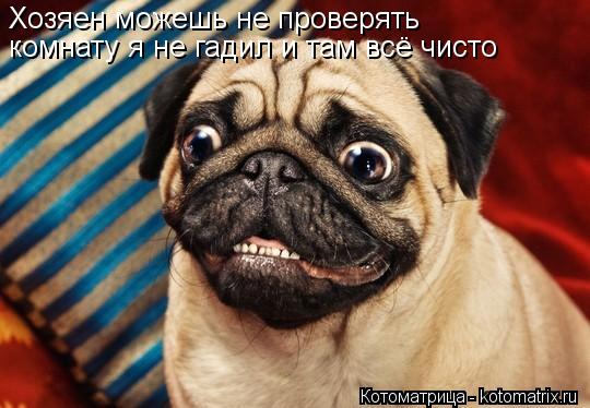 Хозяен можешь не проверять комнату я не гадил и там всё чисто... Котоматрица: Хозяен можешь не проверять комнату я не гадил и там всё чисто