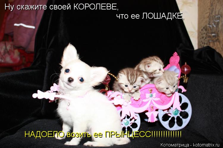 Ну скажите своей КОРОЛЕВЕ, что ее ЛОШАДКЕ, НАДОЕЛО возить ее ПРЫНЦЕСС!!!!!!!!!!!!!... Котоматрица: Ну скажите своей КОРОЛЕВЕ, что ее ЛОШАДКЕ, НАДОЕЛО возить ее ПРЫНЦЕСС!!!!!!!!!!!!!