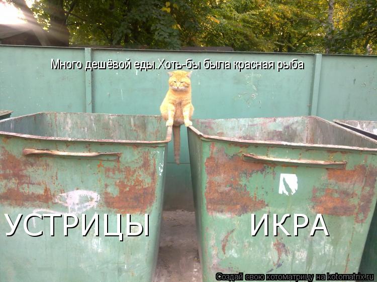 ИКРА УСТРИЦЫ Много дешёвой еды.Хоть-бы была красная рыба... Котоматрица: ИКРА УСТРИЦЫ Много дешёвой еды.Хоть-бы была красная рыба