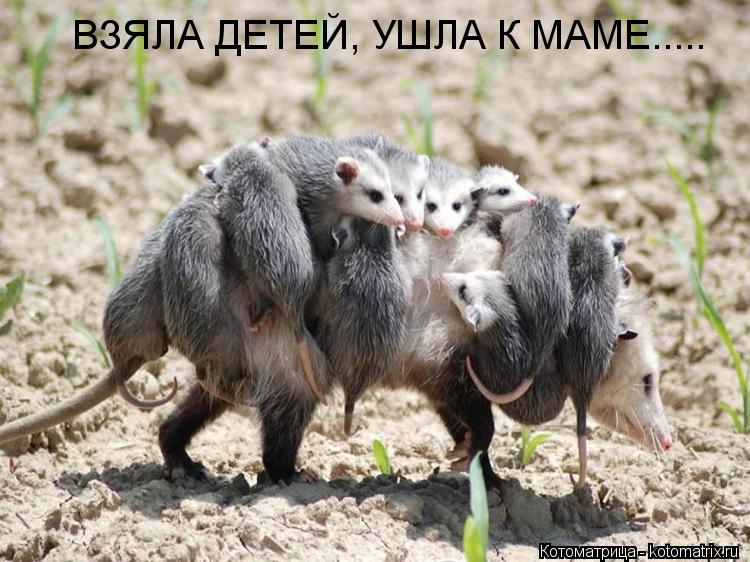 ВЗЯЛА ДЕТЕЙ, УШЛА К МАМЕ........ Котоматрица: ВЗЯЛА ДЕТЕЙ, УШЛА К МАМЕ.....