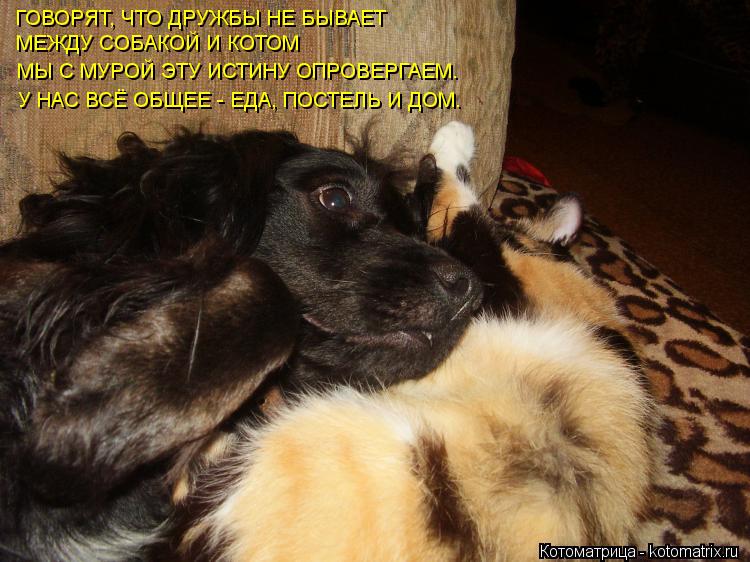 ГОВОРЯТ, ЧТО ДРУЖБЫ НЕ БЫВАЕТ МЕЖДУ СОБАКОЙ И КОТОМ МЫ С МУРОЙ ЭТУ ИСТИНУ ОПРОВЕРГАЕМ. У НАС ВСЁ ОБЩЕ... Котоматрица: ГОВОРЯТ, ЧТО ДРУЖБЫ НЕ БЫВАЕТ МЕЖДУ СОБАКОЙ И КОТОМ МЫ С МУРОЙ ЭТУ ИСТИНУ ОПРОВЕРГАЕМ. У НАС ВСЁ ОБЩЕЕ - ЕДА, ПОСТЕЛЬ И ДОМ.