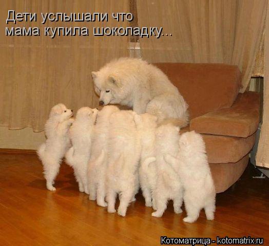 Дети услышали что мама купила шоколадку...... Котоматрица: Дети услышали что мама купила шоколадку...