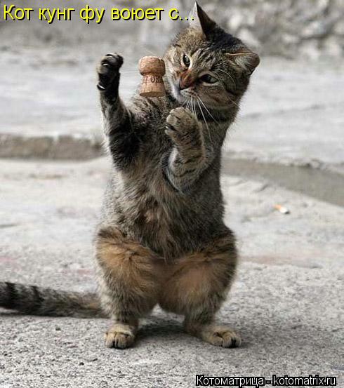 Кот кунг фу воюет с...... Котоматрица: Кот кунг фу воюет с...