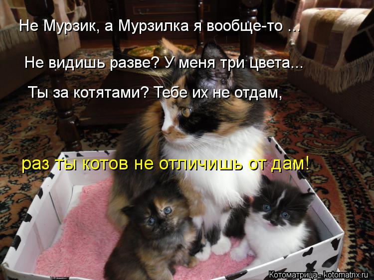 Не Мурзик, а Мурзилка я вообще-то ... Не видишь разве? У меня три цвета... Ты за котятами? Тебе их не... Котоматрица: Не Мурзик, а Мурзилка я вообще-то ... Не видишь разве? У меня три цвета... Ты за котятами? Тебе их не отдам, раз ты котов не отличишь от дам!