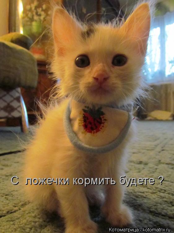 С ложечки кормить будете ?... Котоматрица: С ложечки кормить будете ?
