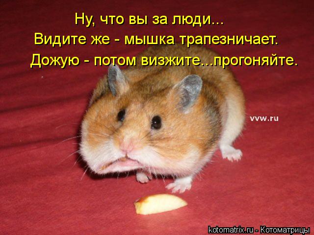 Ну, что вы за люди... Видите же - мышка трапезничает. Дожую - потом визжите...прогоняйте.... Котоматрица: Ну, что вы за люди... Видите же - мышка трапезничает. Дожую - потом визжите...прогоняйте.