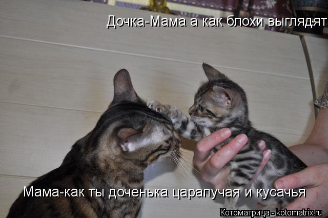 Дочка-Мама а как блохи выглядят Мама-как ты доченька царапучая и кусачья... Котоматрица: Дочка-Мама а как блохи выглядят Мама-как ты доченька царапучая и кусачья