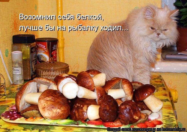 лучше бы на рыбалку ходил... Возомнил себя белкой,... Котоматрица: лучше бы на рыбалку ходил... Возомнил себя белкой,