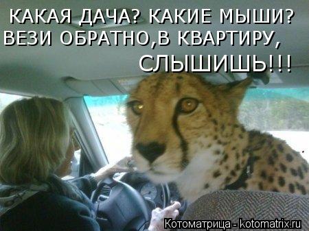 КАКАЯ ДАЧА? КАКИЕ МЫШИ? ВЕЗИ ОБРАТНО,В КВАРТИРУ, СЛЫШИШЬ!!!... Котоматрица: КАКАЯ ДАЧА? КАКИЕ МЫШИ? ВЕЗИ ОБРАТНО,В КВАРТИРУ, СЛЫШИШЬ!!!