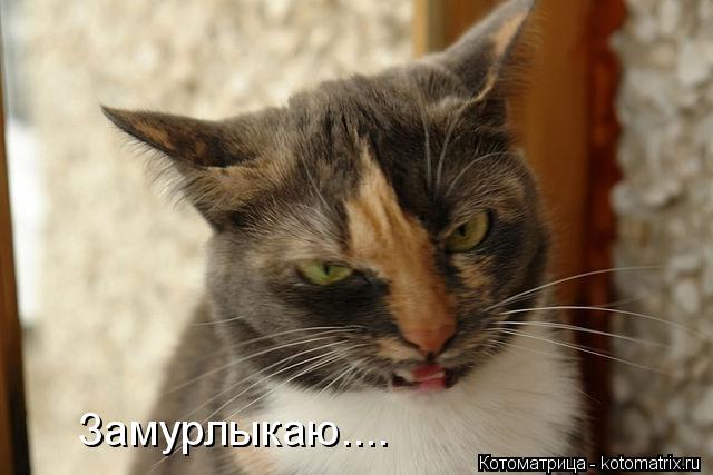 Замурлыкаю....... Котоматрица: Замурлыкаю....
