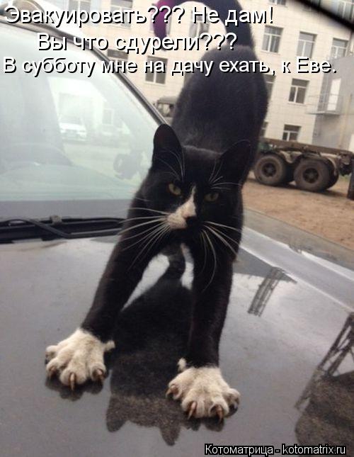 В субботу мне на дачу ехать, к Еве. Эвакуировать??? Не дам! Вы что сдурели???... Котоматрица: В субботу мне на дачу ехать, к Еве. Эвакуировать??? Не дам! Вы что сдурели???