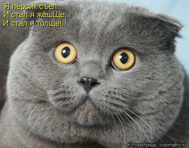 Я персик съел... И стал я жёшЩе.. И стал я толще!!!... Котоматрица: Я персик съел... И стал я жёшЩе.. И стал я толще!!!