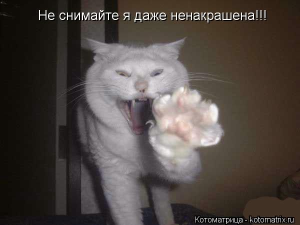 Не снимайте я даже ненакрашена!!!... Котоматрица: Не снимайте я даже ненакрашена!!!