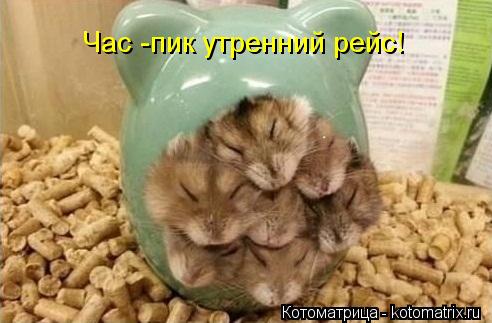 Час -пик утренний рейс!... Котоматрица: Час -пик утренний рейс!