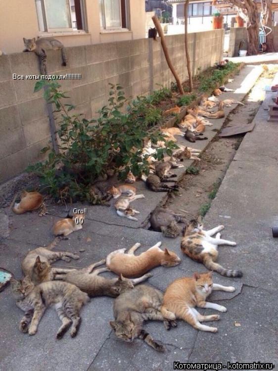 Все коты подохли!!!!!!!!!! () () Ого!!... Котоматрица: Все коты подохли!!!!!!!!!! () () Ого!!