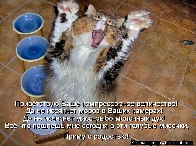 Приветствую Ваше компрессорное величество! Всё что пошлешь мне сегодня в эти голубые мисочки, Приму с... Котоматрица: Приветствую Ваше компрессорное величество! Всё что пошлешь мне сегодня в эти голубые мисочки, Приму с радостью! Да не исчезнет мясо-рыбо-мо