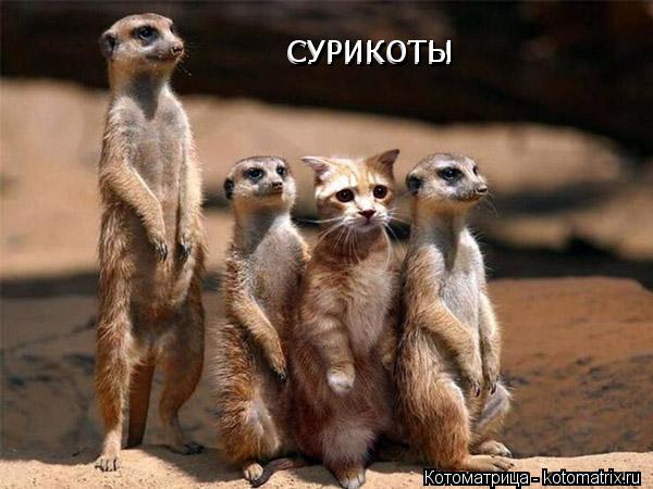 СУРИКОТЫ СУРИКОТЫ СУРИКОТЫ... Котоматрица: СУРИКОТЫ СУРИКОТЫ СУРИКОТЫ