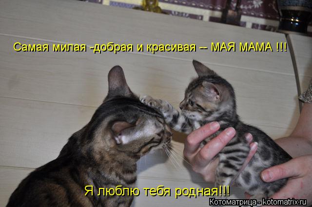 Самая милая -добрая и красивая -- МАЯ МАМА !!! Я люблю тебя родная!!!... Котоматрица: Самая милая -добрая и красивая -- МАЯ МАМА !!! Я люблю тебя родная!!!