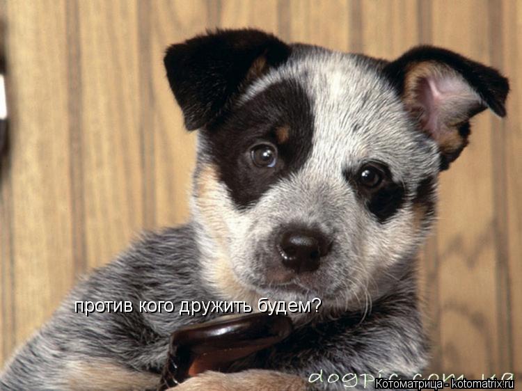 против кого дружить будем?... Котоматрица: против кого дружить будем?