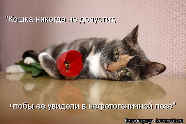 "Кошка никогда не допустит, чтобы ее увидели в нефотогеничной позе"... Котоматрица: "Кошка никогда не допустит, чтобы ее увидели в нефотогеничной позе"