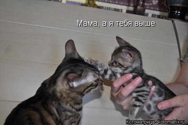Мама, а я тебя выше... Котоматрица: Мама, а я тебя выше