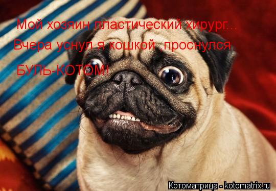 Мой хозяин пластический хирург... Вчера уснул я кошкой ,проснулся БУЛЬ-КОТОМ!... Котоматрица: Мой хозяин пластический хирург... Вчера уснул я кошкой ,проснулся БУЛЬ-КОТОМ!