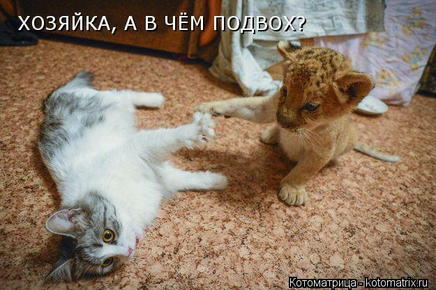 ХОЗЯЙКА, А В ЧЁМ ПОДВОХ?... Котоматрица: ХОЗЯЙКА, А В ЧЁМ ПОДВОХ?