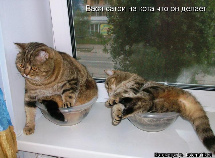 Вася сатри на кота что он делает... Котоматрица: Вася сатри на кота что он делает