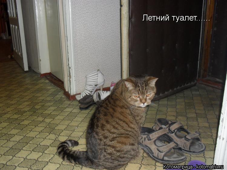 Летний туалет......... Котоматрица: Летний туалет......
