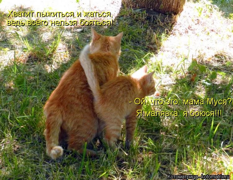 - Ой, что это, мама Муся?! Я малявка, я боюся!!! ведь всего нельзя бояться! ведь всего нельзя бояться... Котоматрица: - Ой, что это, мама Муся?! Я малявка, я боюся!!! ведь всего нельзя бояться! ведь всего нельзя бояться! - Хватит пыжиться и жаться,