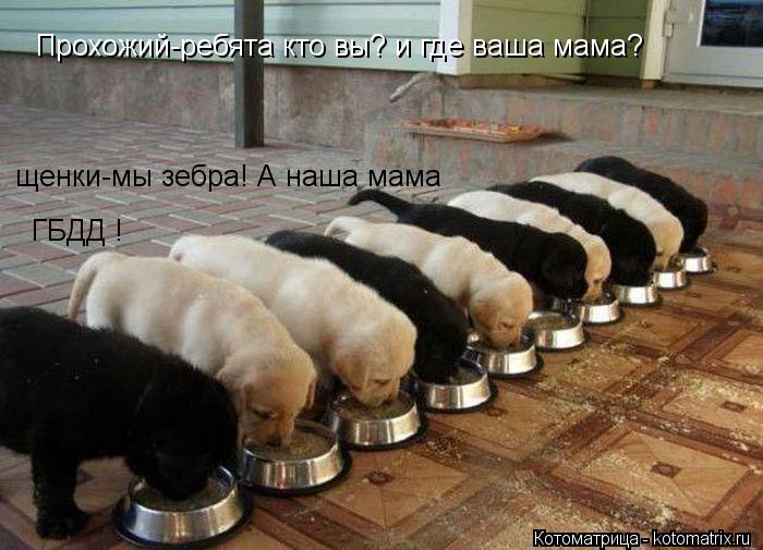 Прохожий-ребята кто вы? и где ваша мама? щенки-мы зебра! А наша мама ГБДД !... Котоматрица: Прохожий-ребята кто вы? и где ваша мама? щенки-мы зебра! А наша мама ГБДД !
