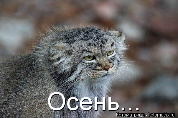 Осень...... Котоматрица: Осень...