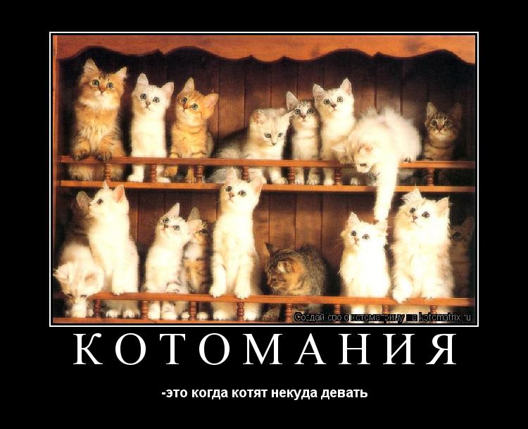 КОТОМАНИЯ -это когда котят некуда девать... Котоматрица: КОТОМАНИЯ -это когда котят некуда девать