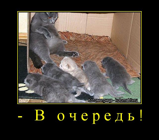 - В очередь! ... Котоматрица: - В очередь!