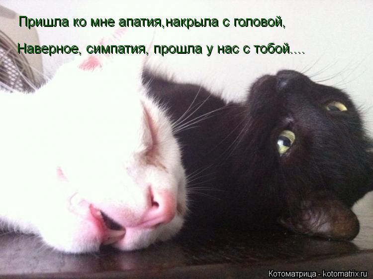 Пришла ко мне апатия,накрыла с головой, Наверное, симпатия, прошла у нас с тобой....... Котоматрица: Пришла ко мне апатия,накрыла с головой, Наверное, симпатия, прошла у нас с тобой....
