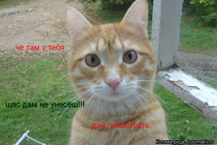 Котоматрица: чё там у тебя дай посмотреть щас дам не унесёш!!!