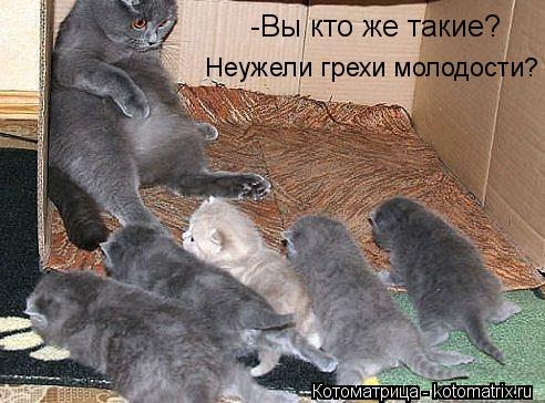-Вы кто же такие? Неужели грехи молодости?... Котоматрица: -Вы кто же такие? Неужели грехи молодости?