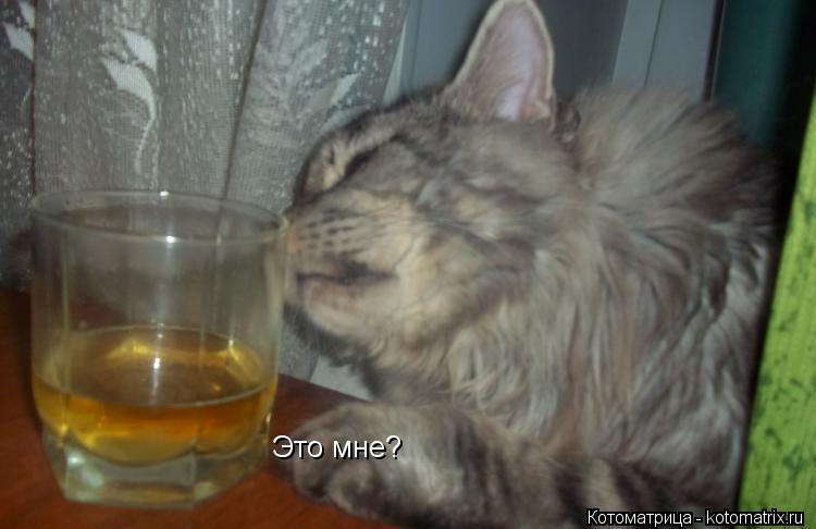 Это мне?... Котоматрица: Это мне?