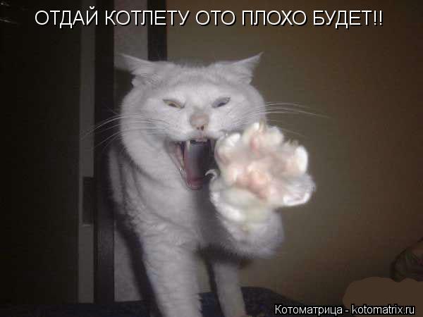 ОТДАЙ КОТЛЕТУ ОТО ПЛОХО БУДЕТ!!... Котоматрица: ОТДАЙ КОТЛЕТУ ОТО ПЛОХО БУДЕТ!!